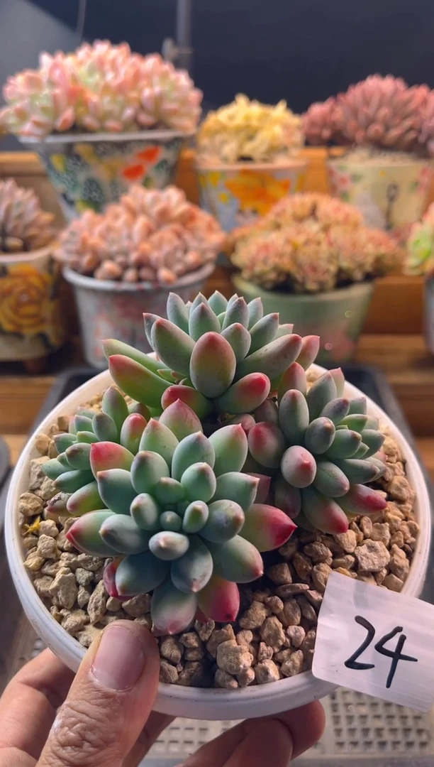 10.23-24星光菩提1111111