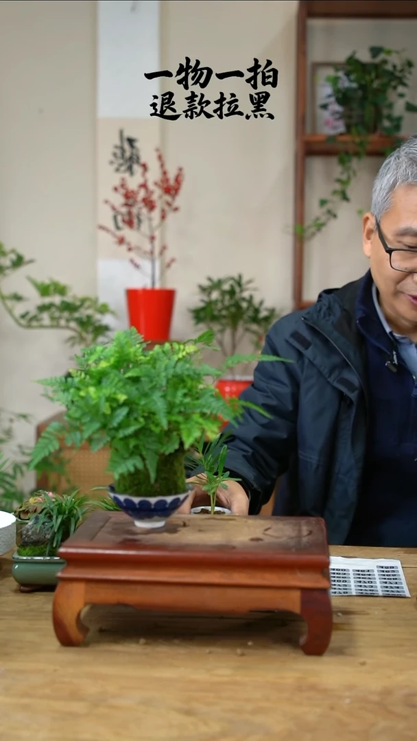 完全开放星**了狼尾蕨459