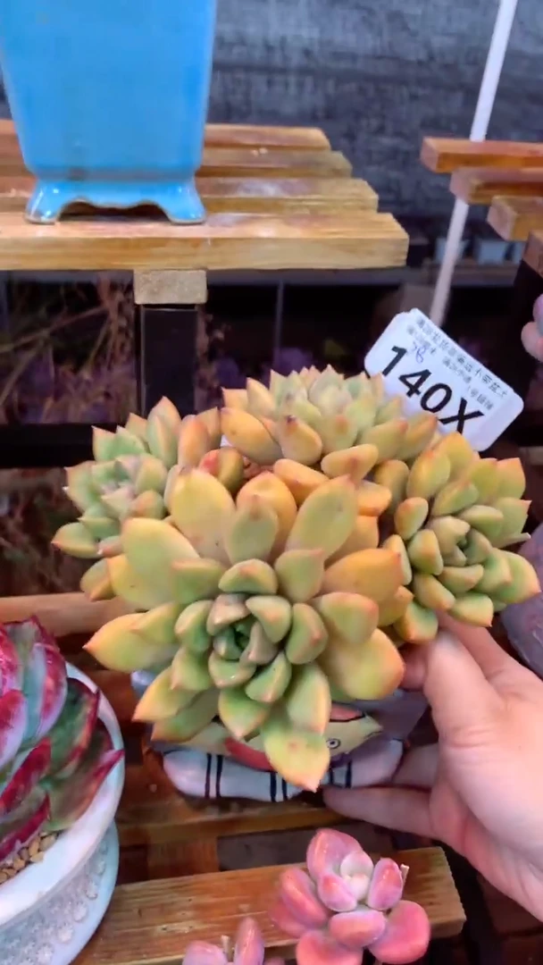 140X（一物一拍实付满28发货，默认不带盆土）