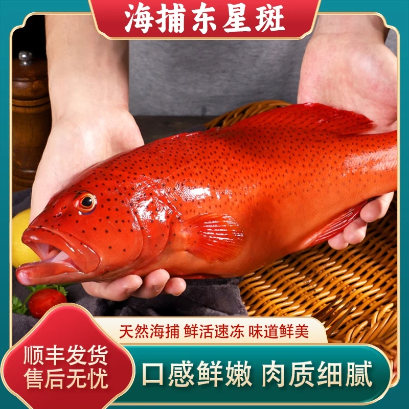 东星斑 深海冰鲜石斑鱼 口感鲜嫩多汁可清蒸红烧