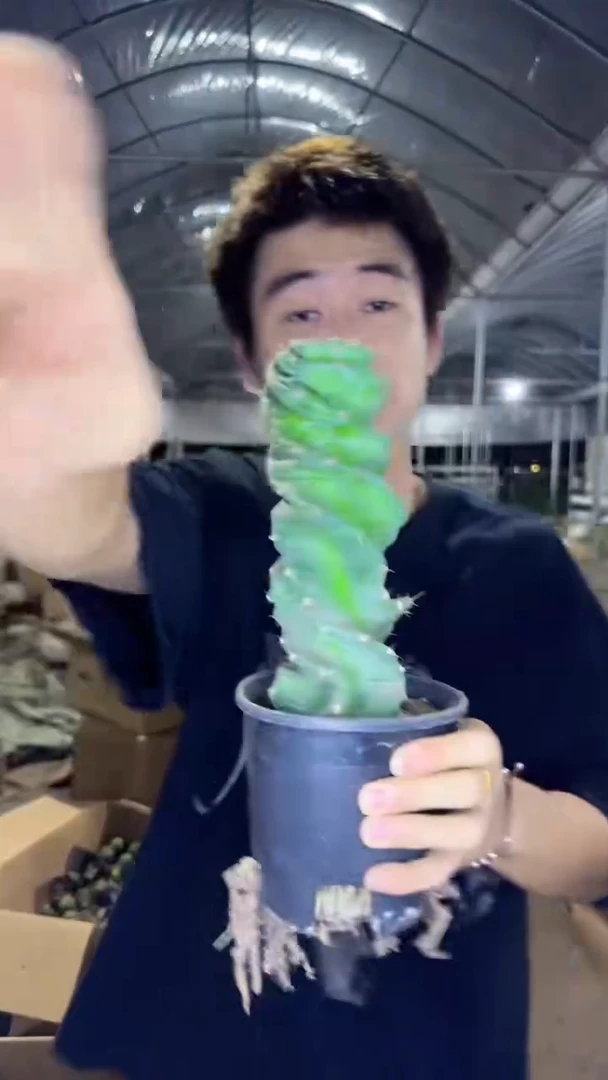 高20cm+龙卷风 不指定有砍无砍