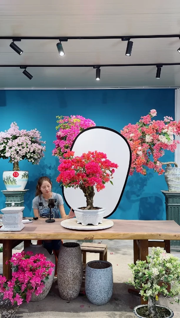 全部花朵四季同安红三角梅