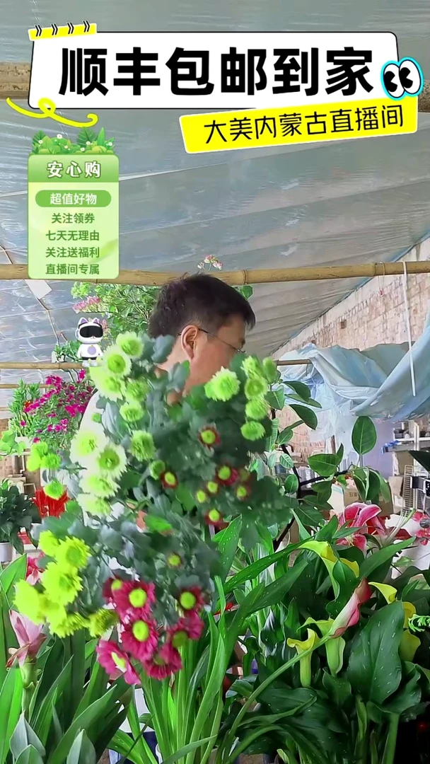 完全开放三色小雏菊