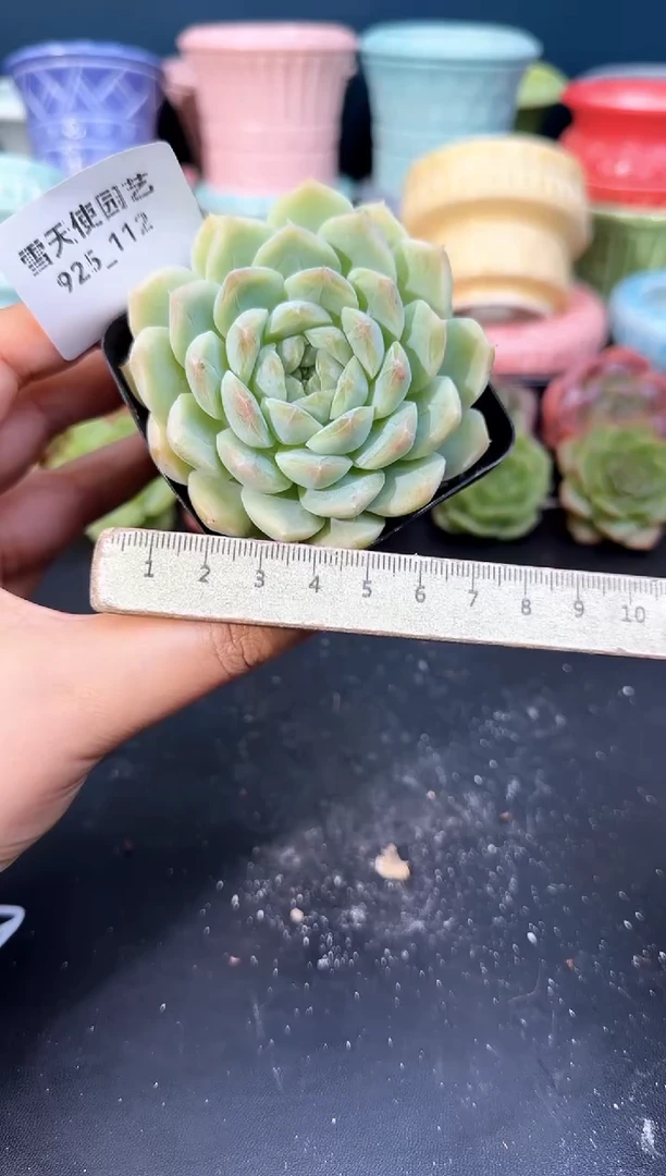 925-112青山（冠幅6cm）