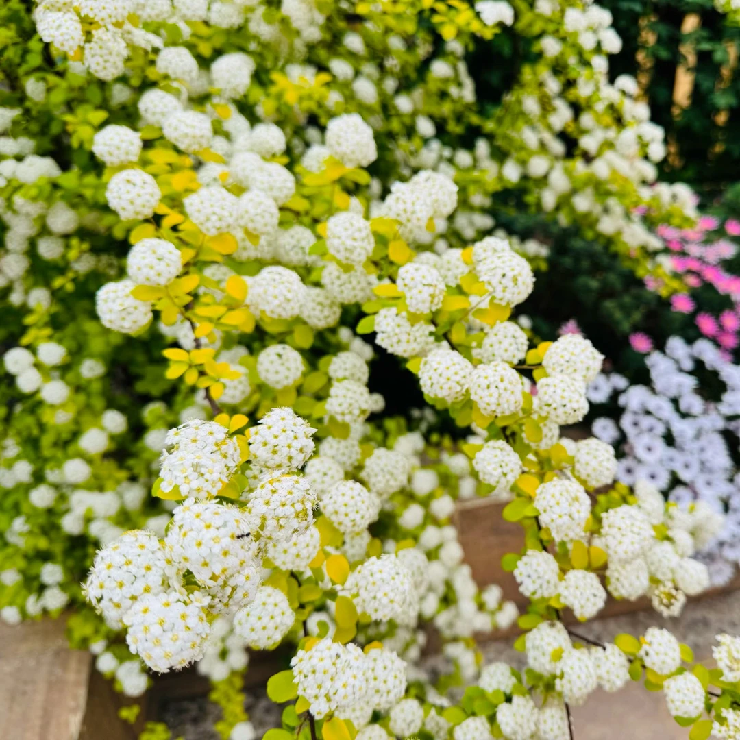 黄金喷泉黄金绣线菊