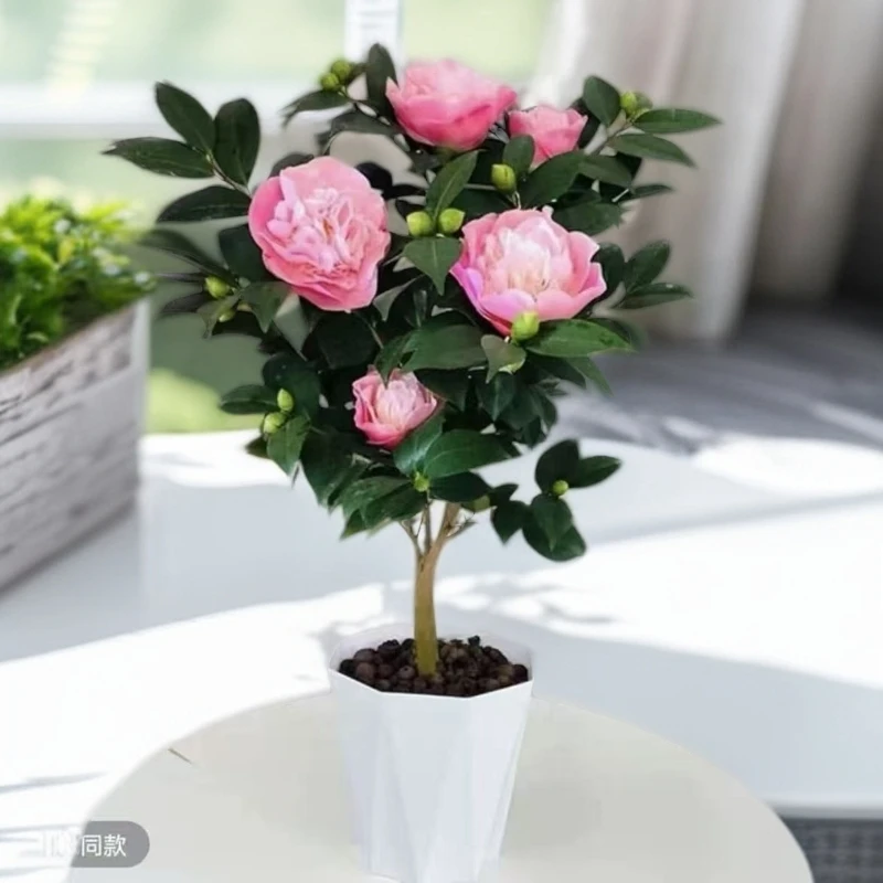 浓香型带花苞香妃茶花40-50公分高小盆栽四季常绿室内外好养花卉