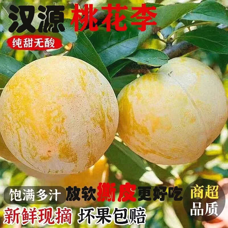 (汉源产地】四川正宗纯甜冰糖李桃花李新鲜水果5斤装蜂糖黄金奈李