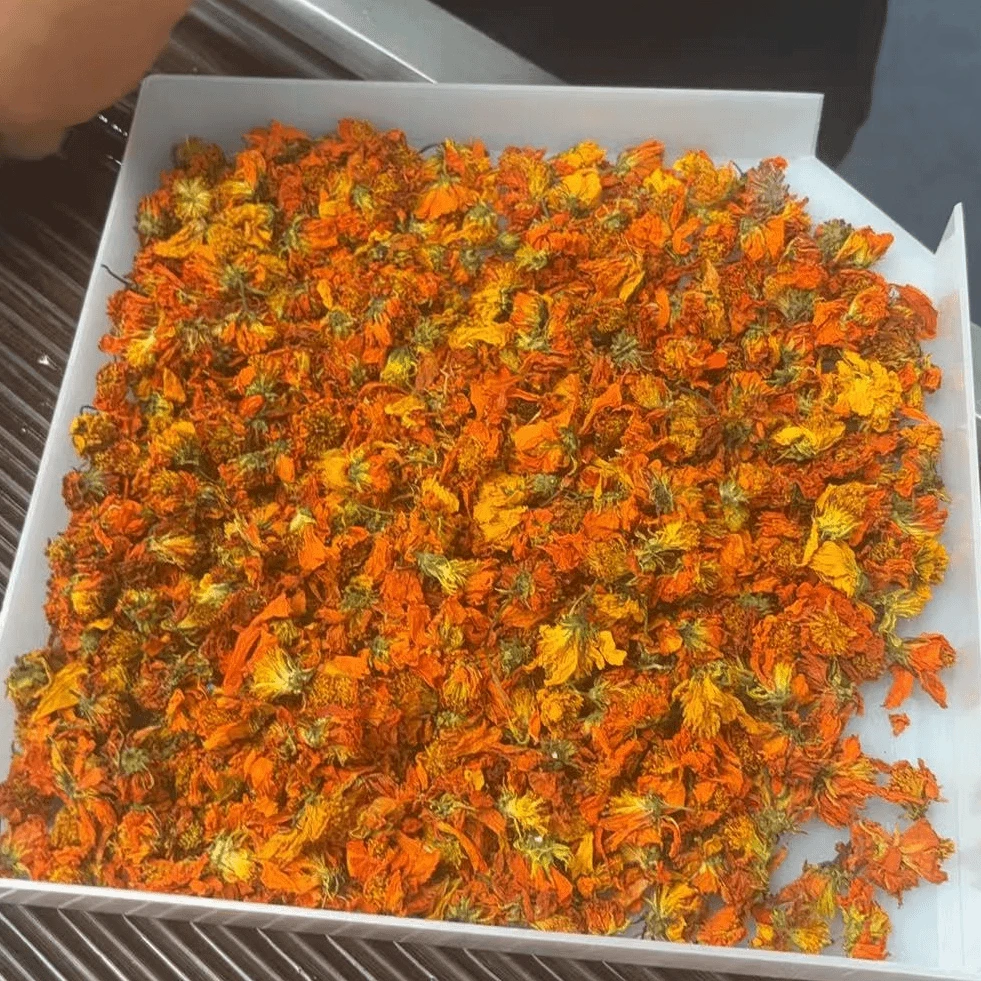 君君优选 西域冰菊橙红透亮自然清香夏日必备 9月3