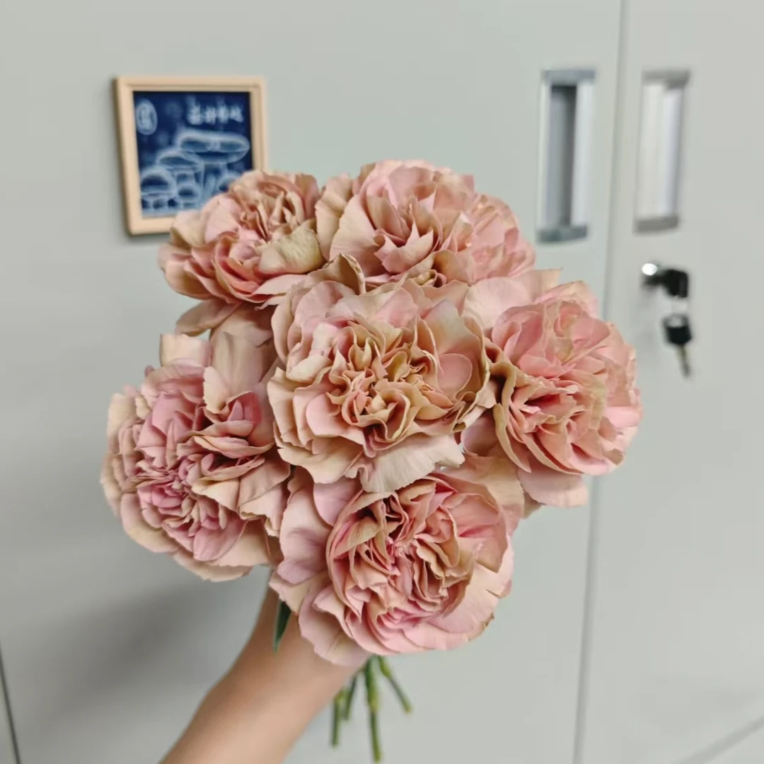 古巴单头康乃馨水培云南鲜花基地直发