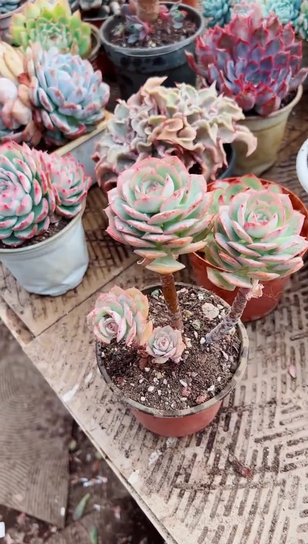 彦**西多肉植物一物一拍28095