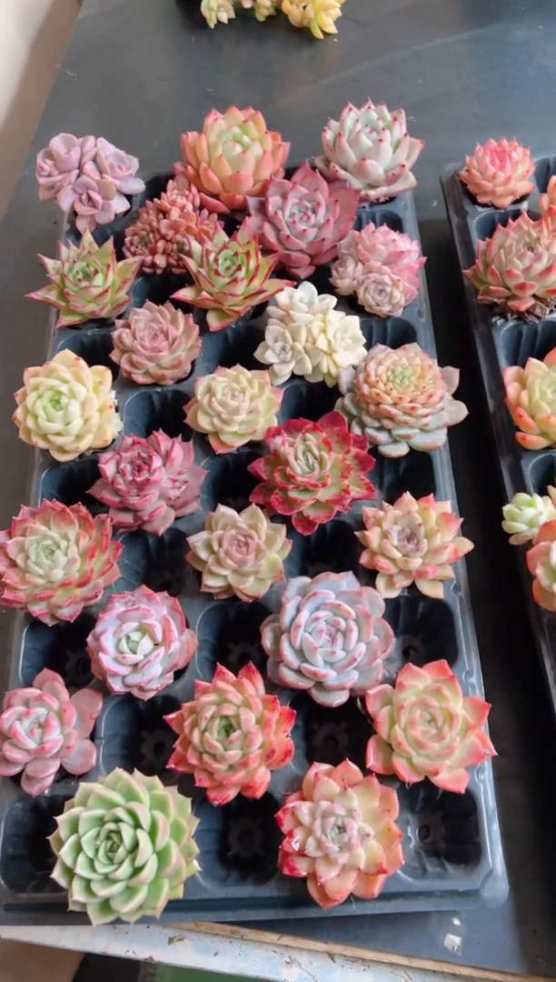 【闪购商品】指定四十一棵多肉（实发42）