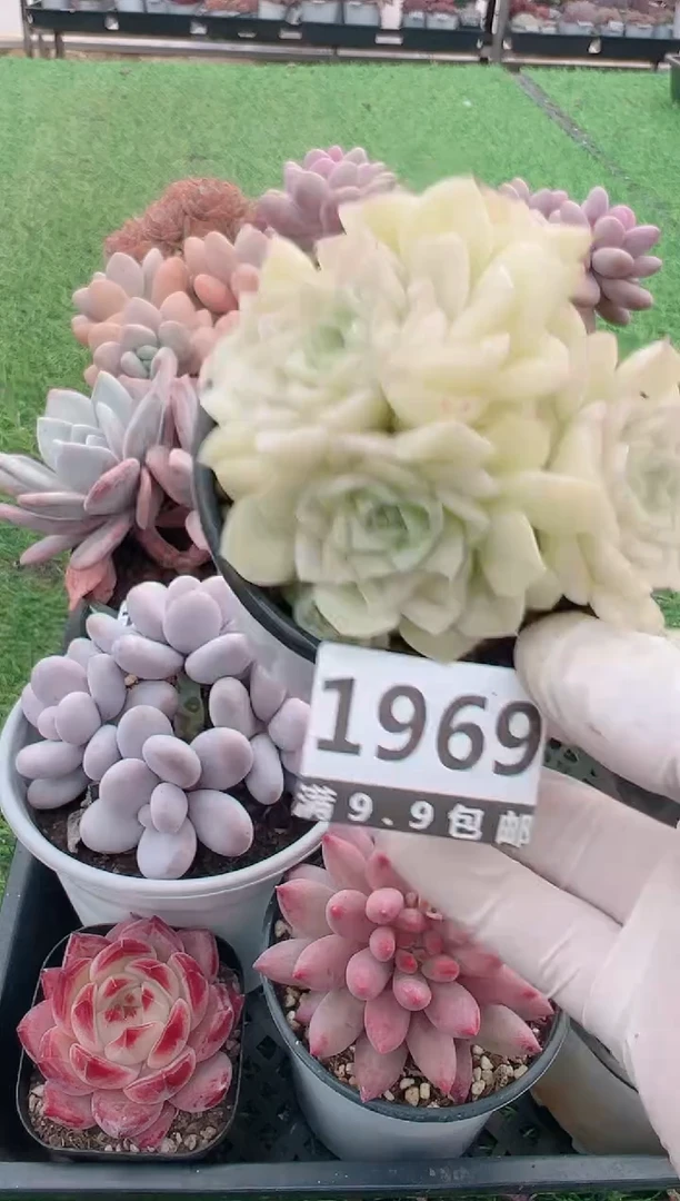 【闪购商品】信福多肉一物一拍