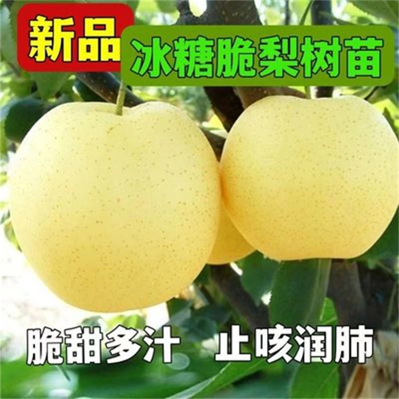 冰糖脆梨苗当年结果秋月翠冠苹果沙梨南北方种植盆栽地栽嫁接梨树