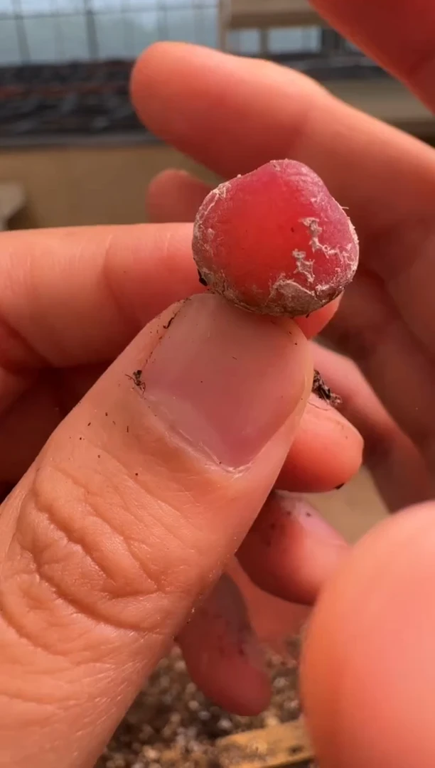 9-171多肉植物肉锥