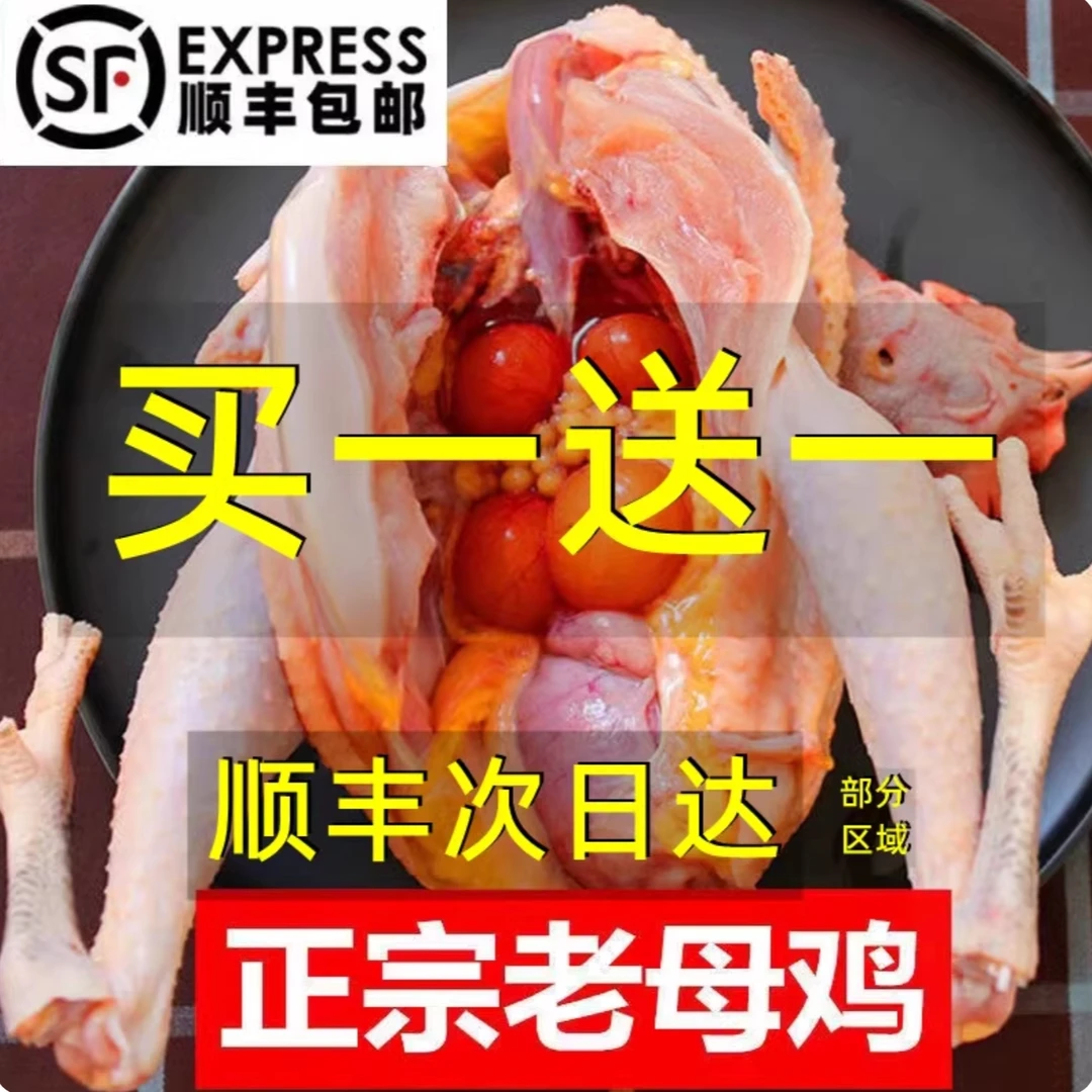 2年的散养老母鸡黄油土鸡 顺丰冷链