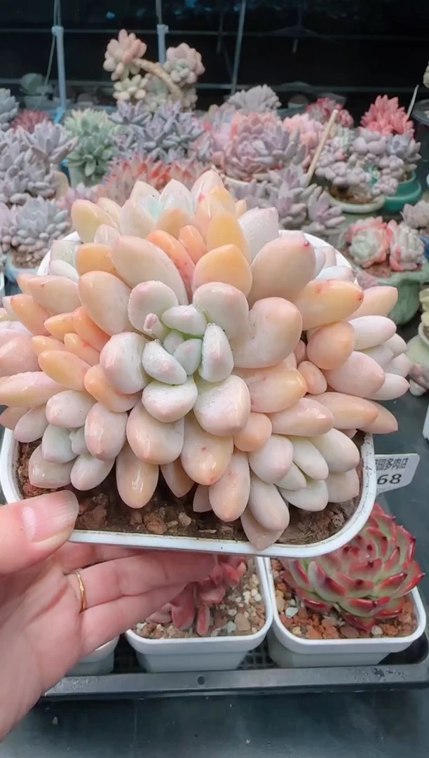 【闪购商品】3171香水