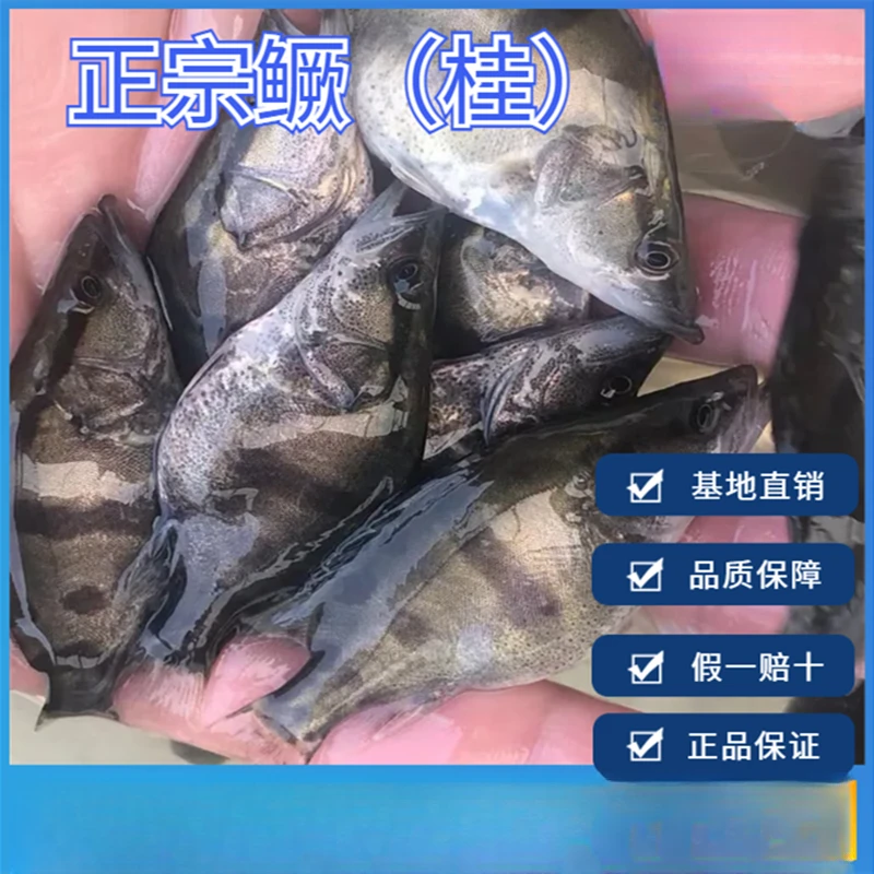 正宗鳜鱼宠物淡水鱼翘嘴鳜水族冷水路亚红纹桂花鱼观赏