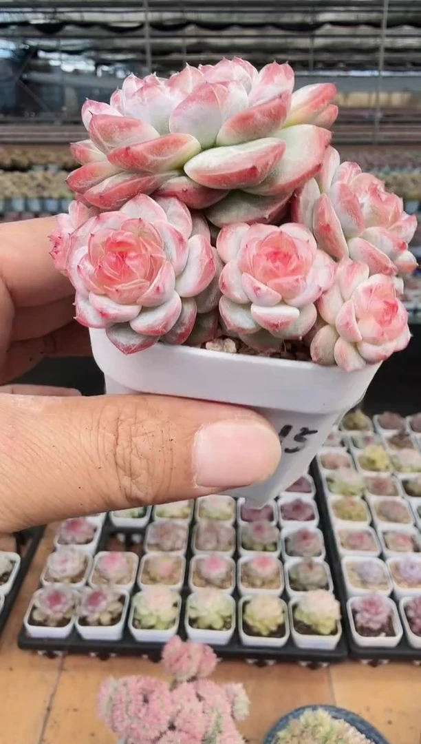 东云多肉园新款-401