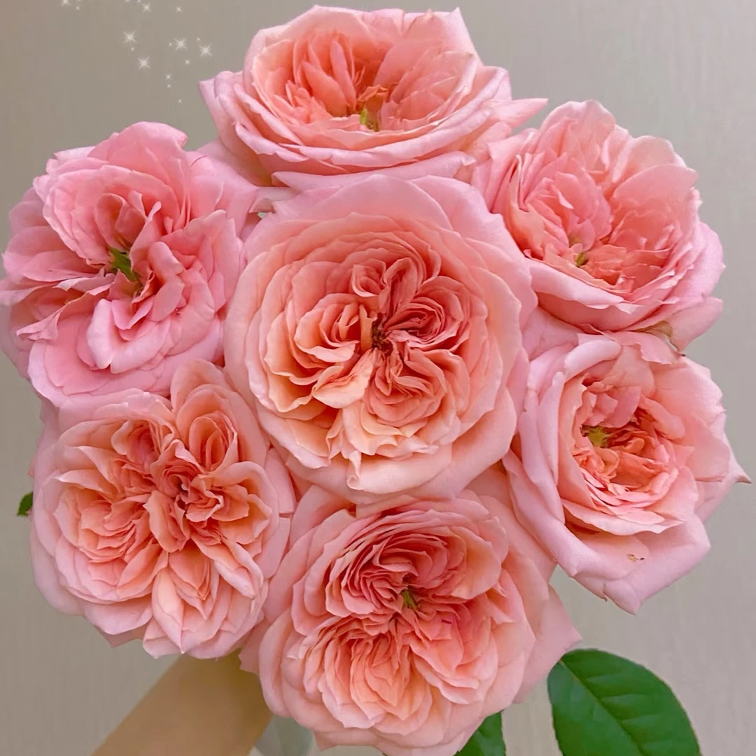 【云南基地直发】伦敦眼玫瑰  云南鲜切花