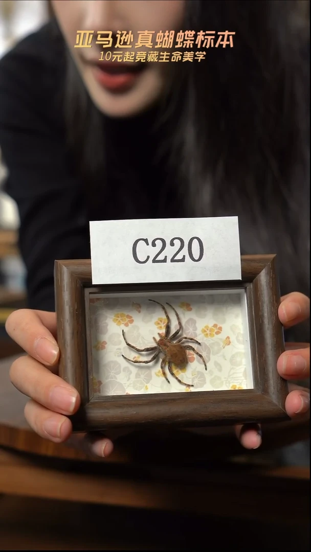 冰箱贴标本摆件c220