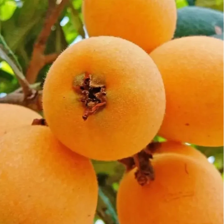 顺丰包邮四川宜宾农户自种新鲜现摘枇杷当季鲜果