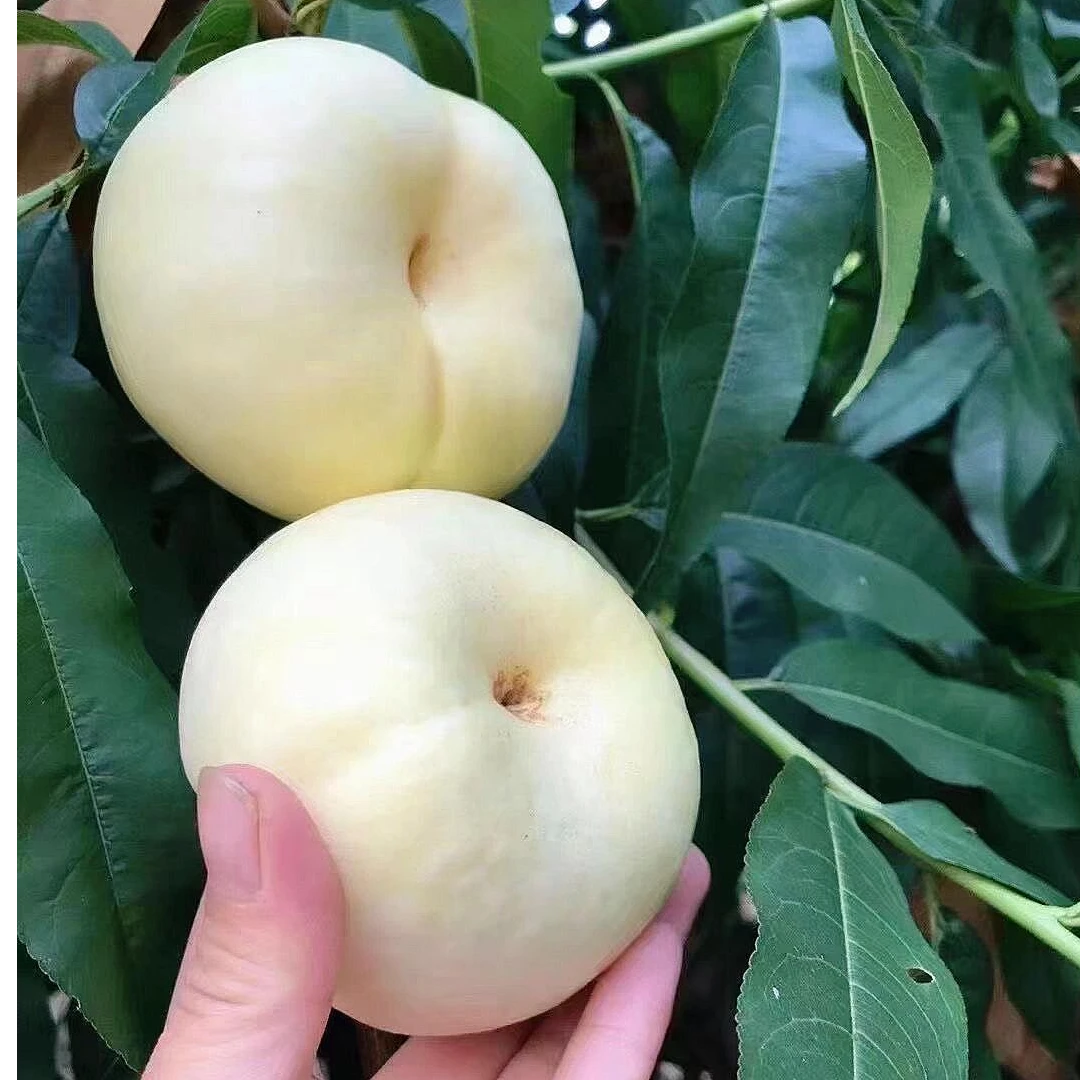 奶油白蟠桃树苗新品种嫁接白玉油蟠桃苖盆栽地栽庭院种植当年结果