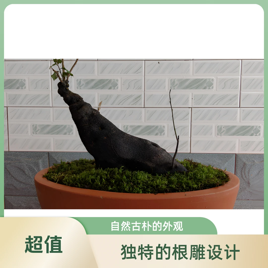 金弹子像形桩灌木盆景室内