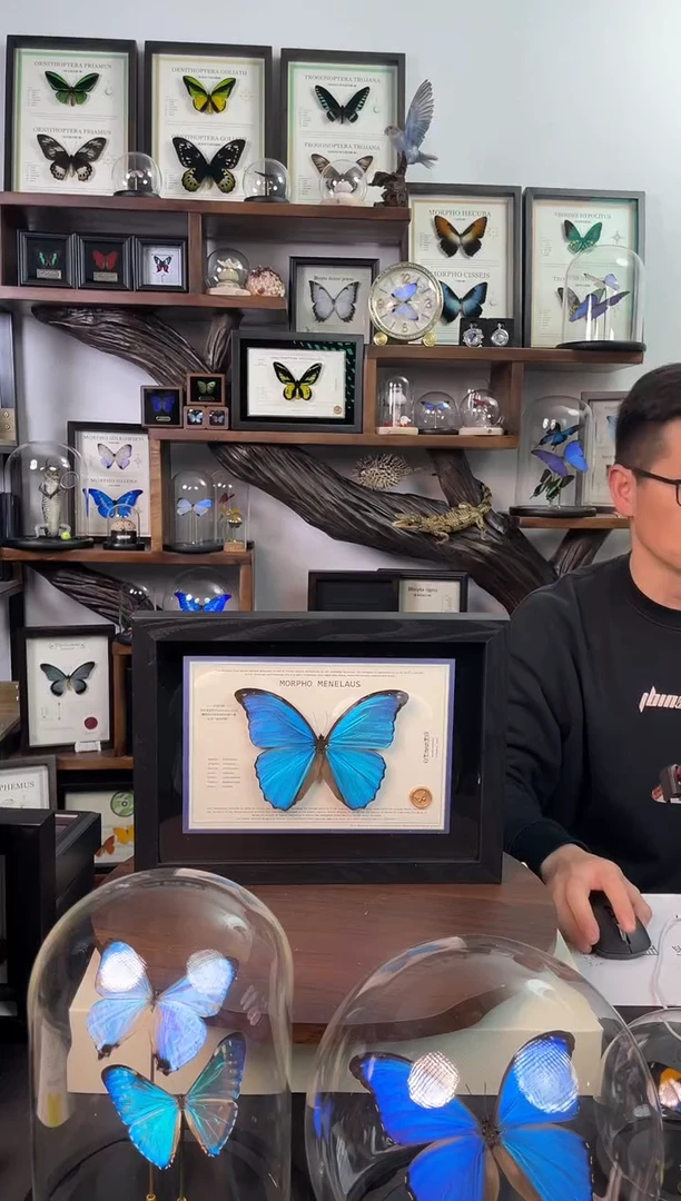 大蓝闪蝶-横向悬浮款【A4平面框】微瑕