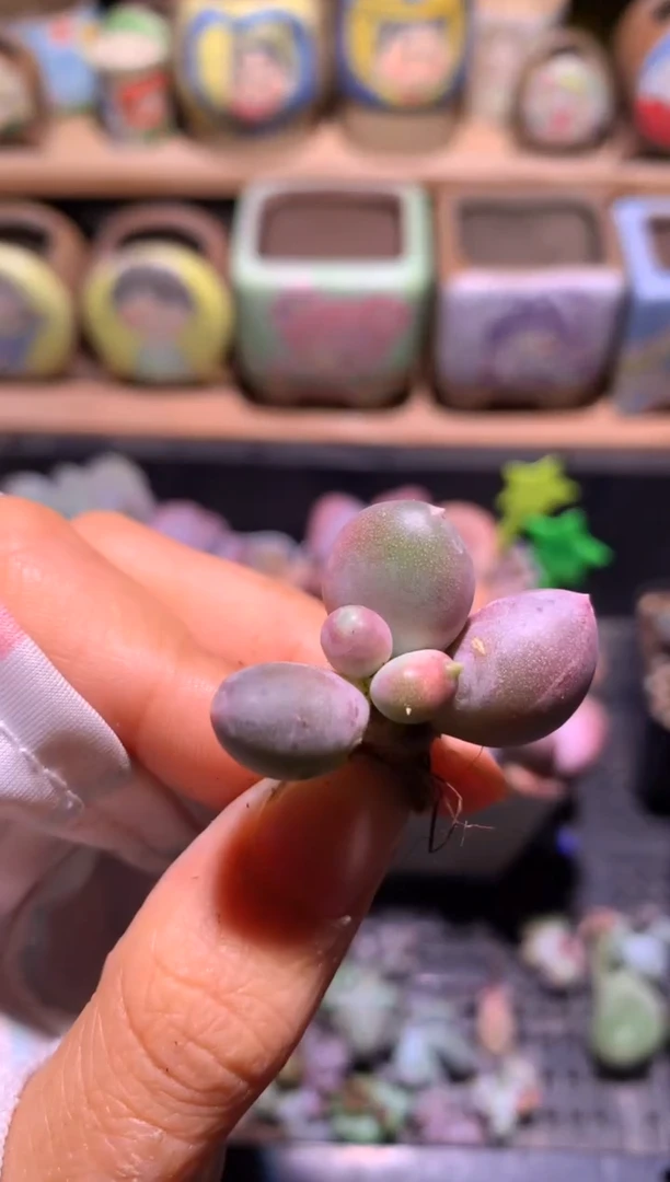 小屁桃哈哈哈双头