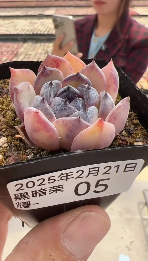 【闪购商品】黑暗荣耀-05