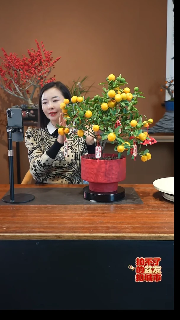 全部花朵小金橘红盆盆景盆景盆景