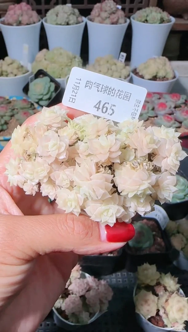 1121-465群生不包整