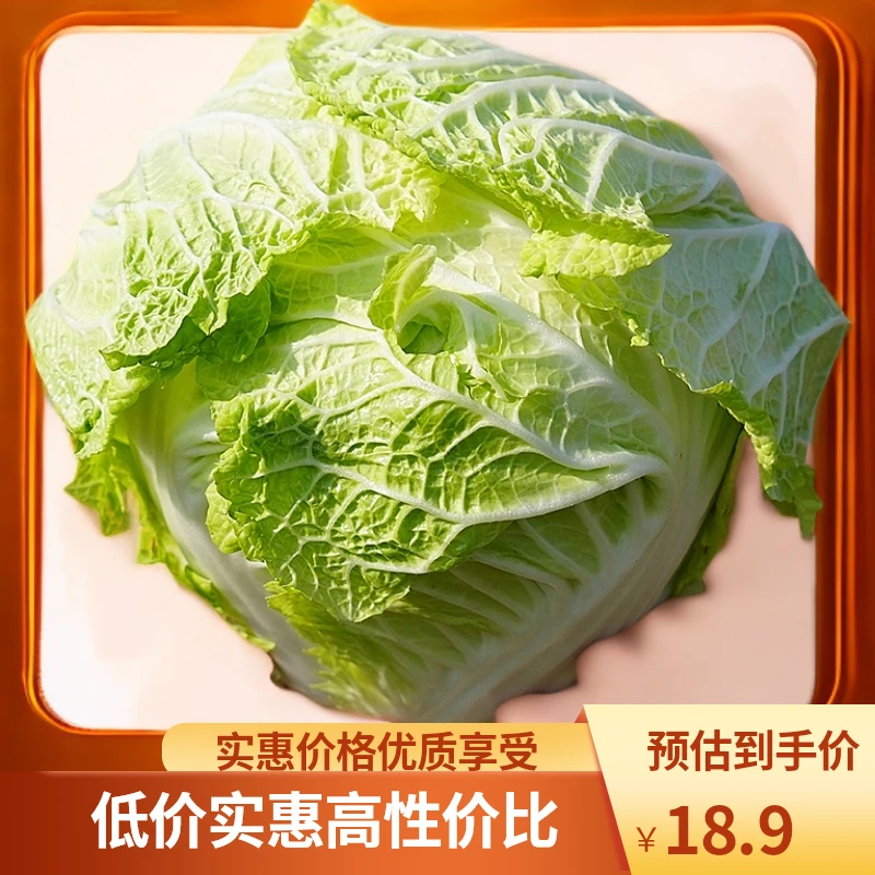湖北广水特产余店大白菜露天种植新鲜蔬菜煮腊肉醋酸大白菜