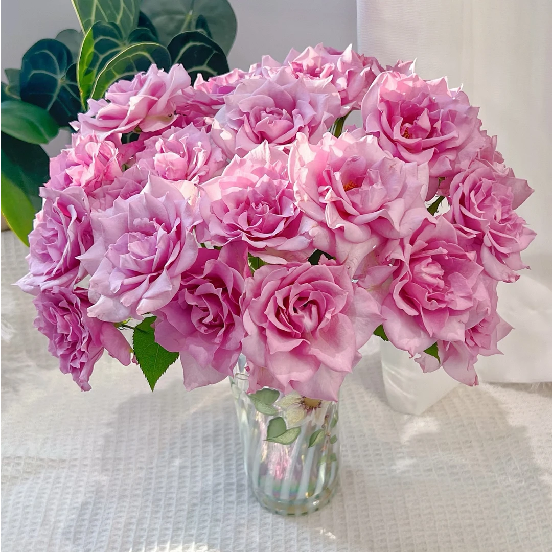 【独鬏鬏优选】稀有鲜花 [沙龙] 单头玫瑰 瓶插装饰 鲜活采摘