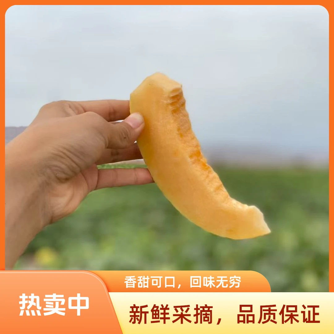 【疆内专用】新疆哈密瓜金色年华黄金哈密瓜头茬脆甜多汁新鲜采摘