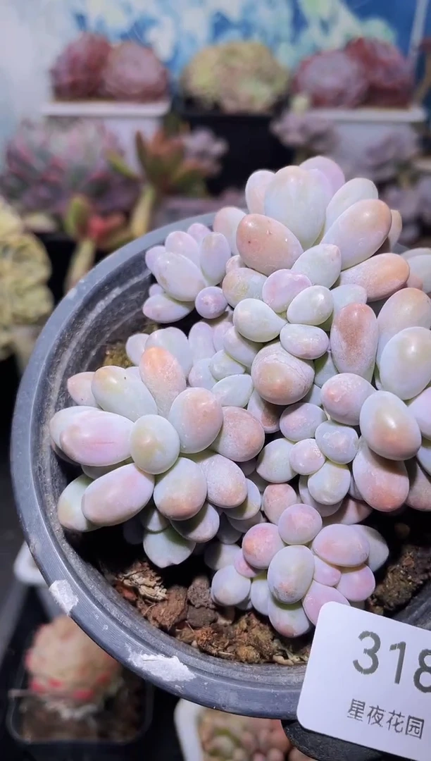 【闪购商品】318粉色恋人