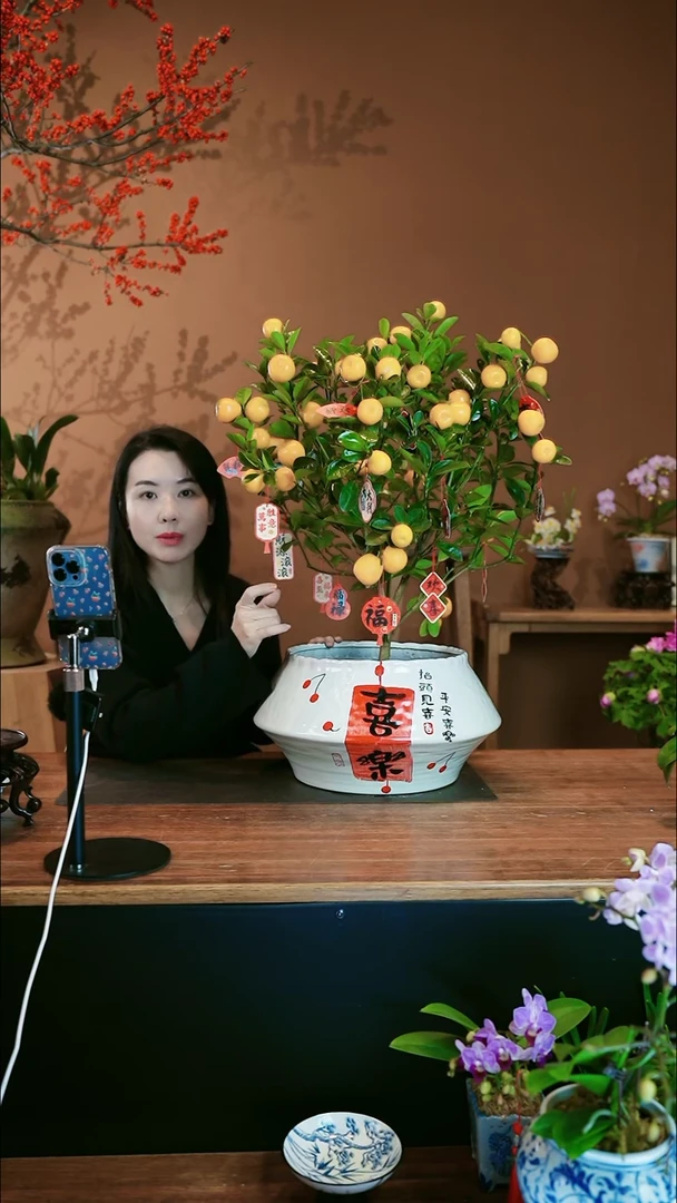 【闪购商品】盆景大金橘