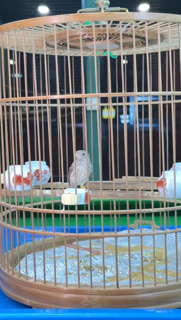 52号灰燕养笼0元起拍