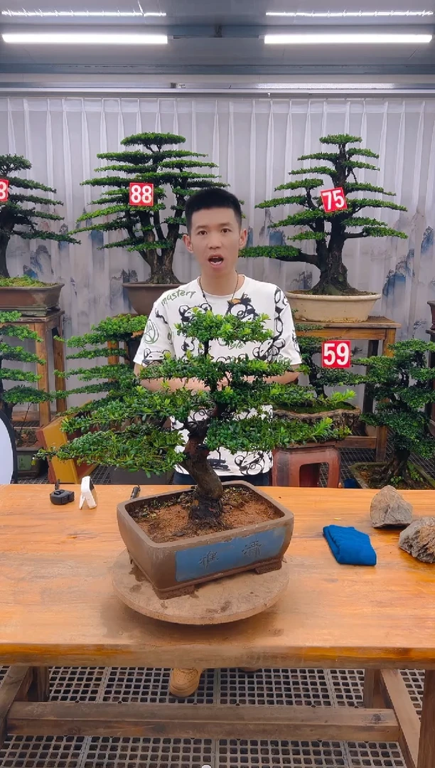 无花朵精品盆景直播间一物一拍