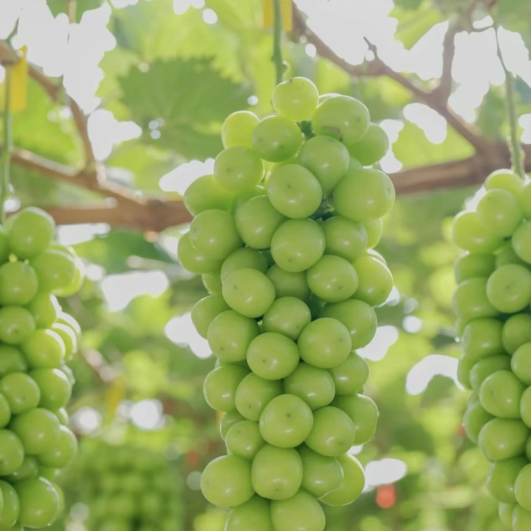 【商超货 整串发 阳光玫瑰】云南建水阳光玫瑰葡萄鲜果果脆甜青提无籽葡萄新鲜整箱包邮G云南省云南省