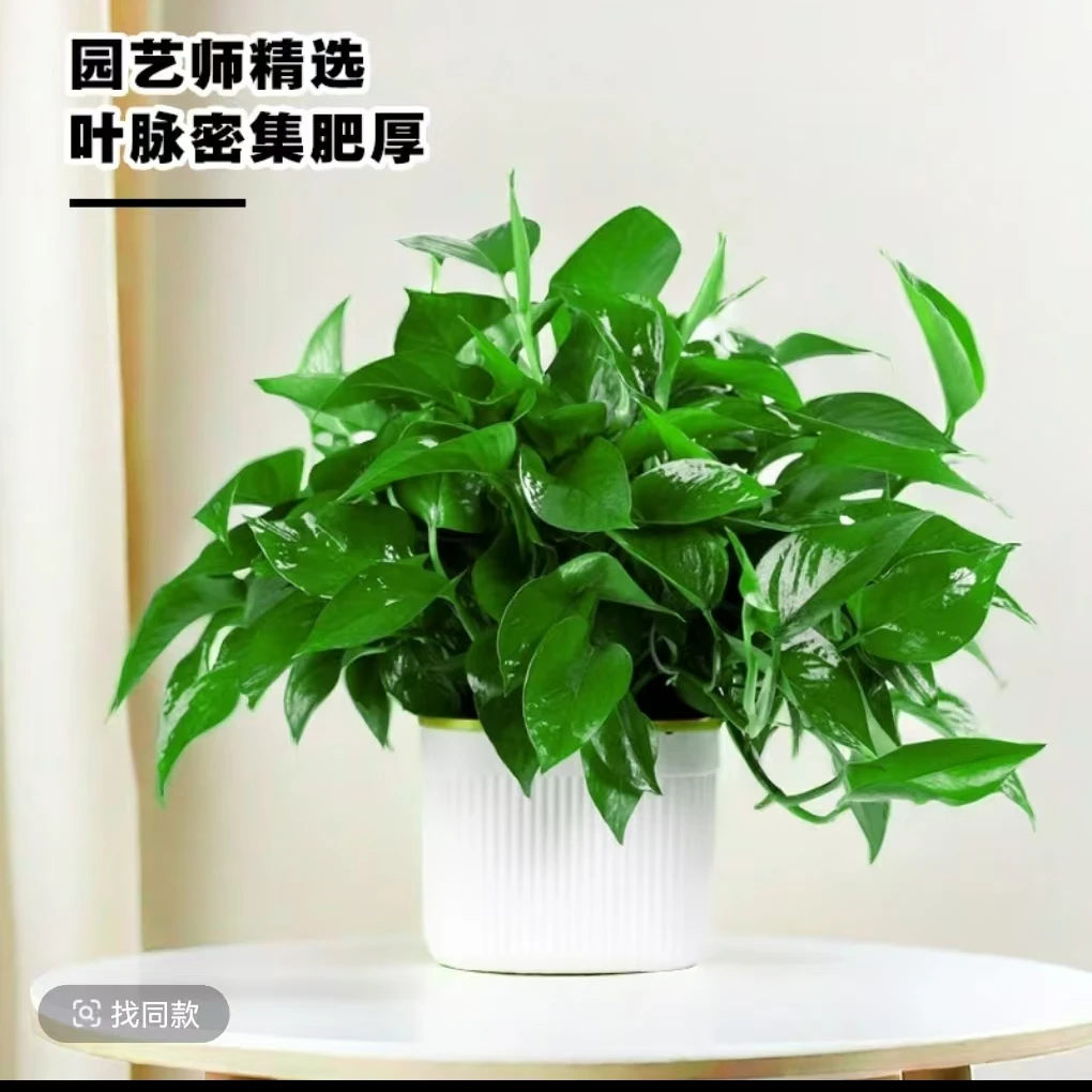 精品绿萝室内绿植长藤绿萝水培植物北欧风方形花盆大绿萝
