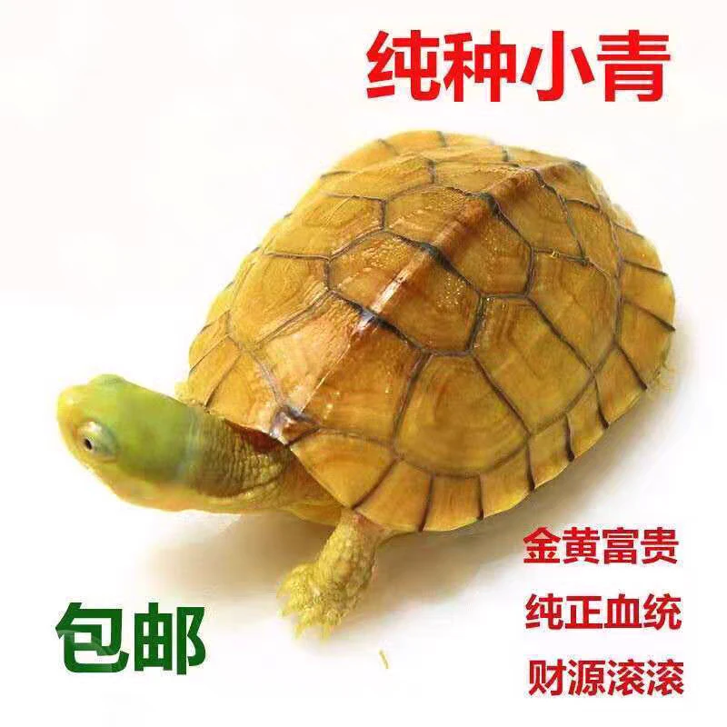 纯种小青龟乌龟活体皖南三黄小青龟小乌龟南家养外塘宠物冷水乌龟