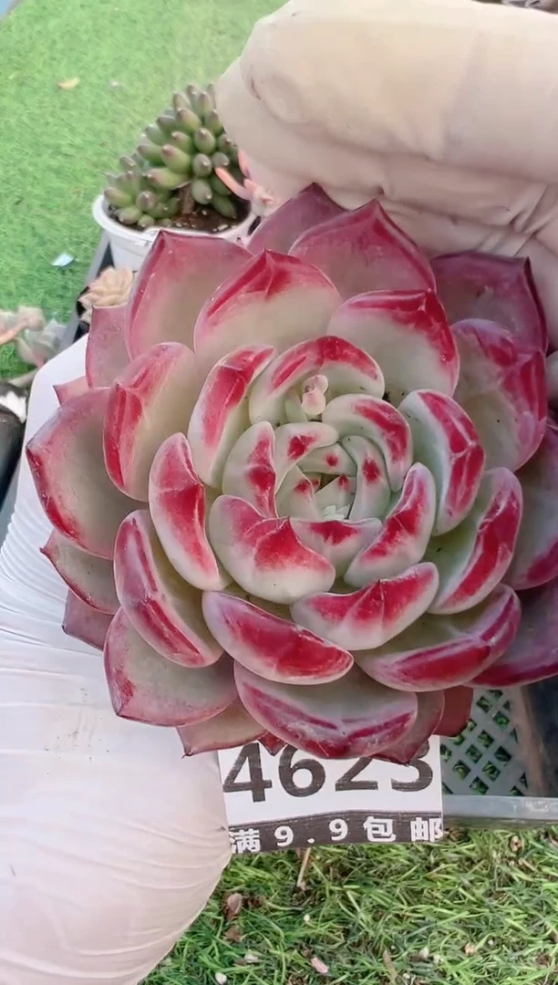 【闪购商品】信福多肉一物一拍