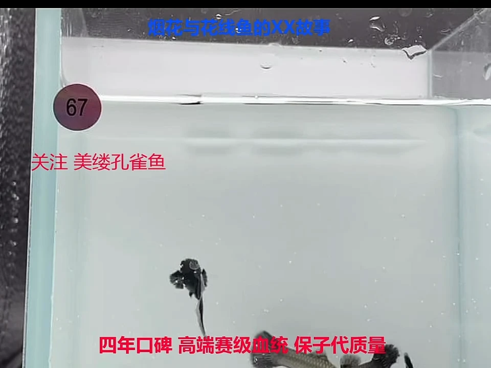 孔雀鱼木炭黑2对福利