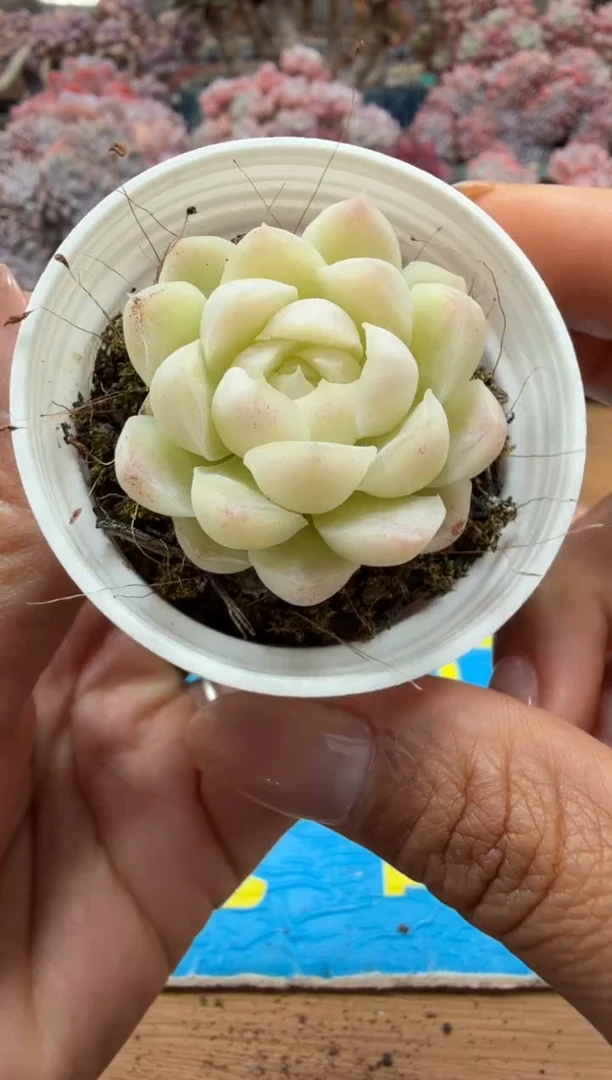 东云多肉园二店-114