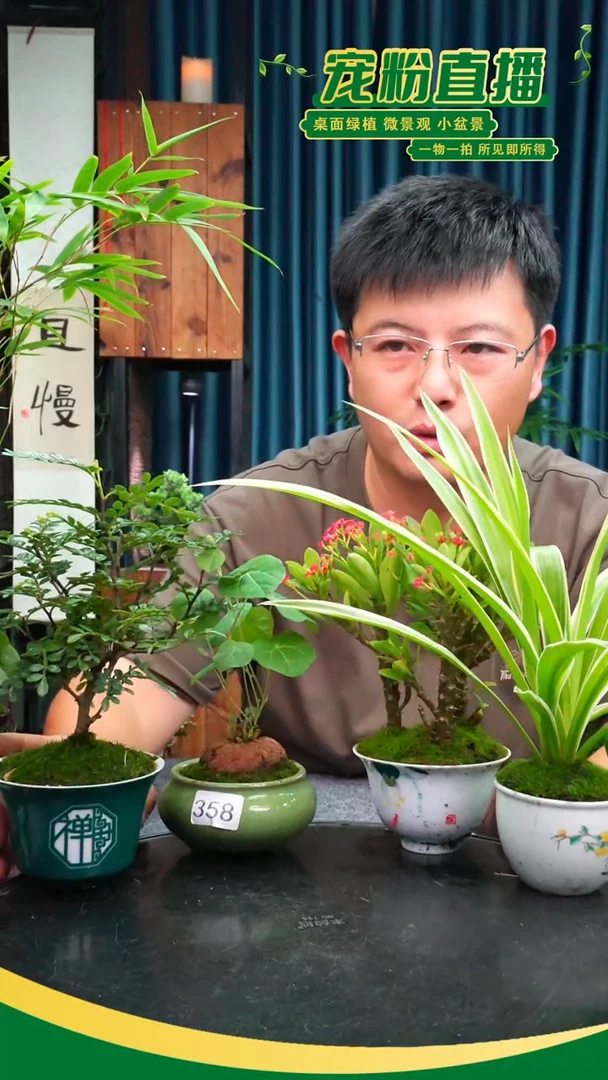 无花朵唐*?苔藓微景观358号