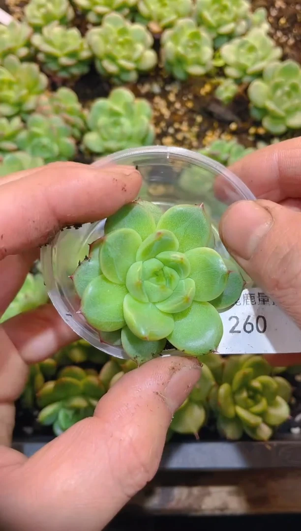 260青绡珍妮     量拍