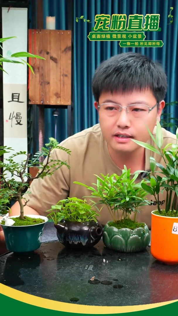 无花朵心***?苔藓微景观822号