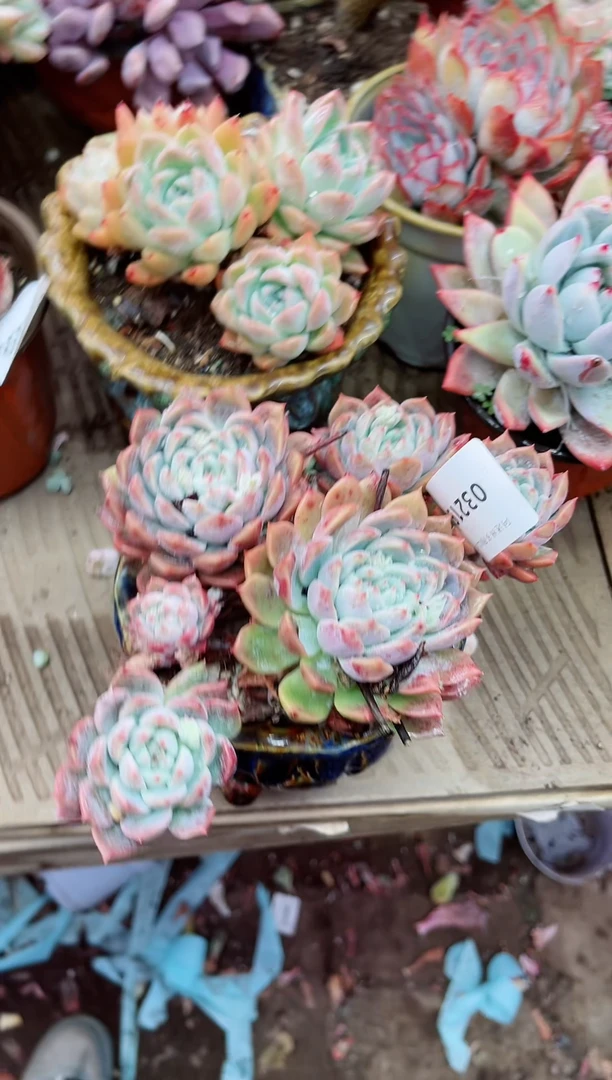 【闪购商品】03219