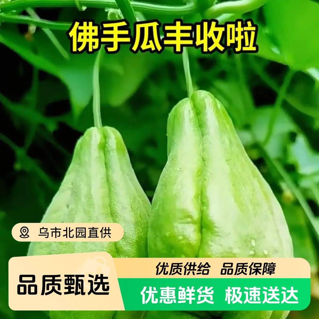 福利佛手瓜一箱2.5公斤包邮到家